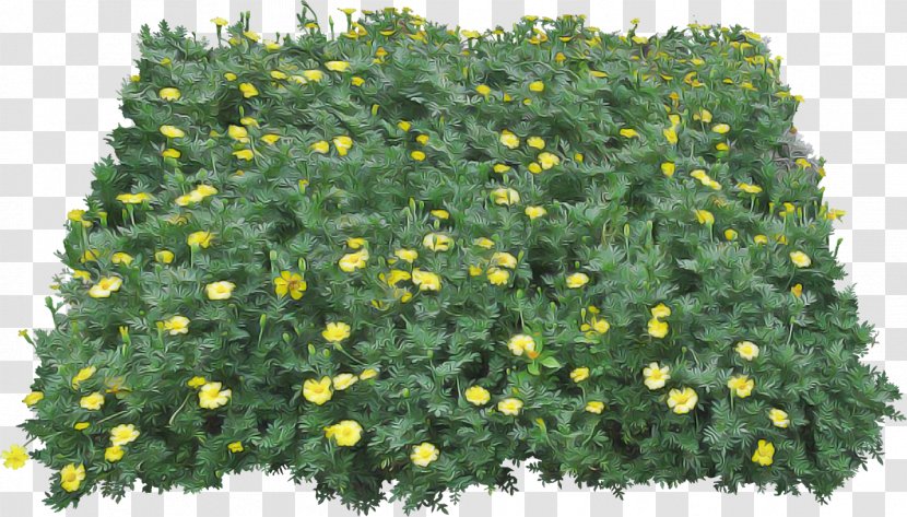 Flower Flowering Plant Shrub Tree - Groundcover - Cinquefoil Herbaceous Transparent PNG