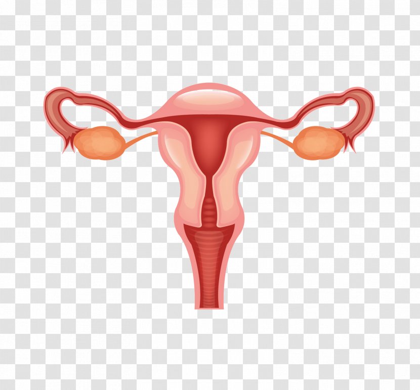 Female Reproductive System - Silhouette - Woman Transparent PNG