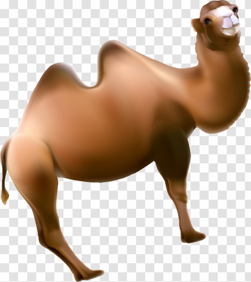 Dromedary Horse Animal - Arabian Camel - Hand Painted Brown Transparent PNG