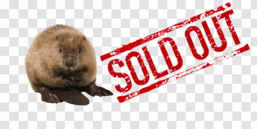 Beaver Mammal Fur Product Brand Transparent PNG