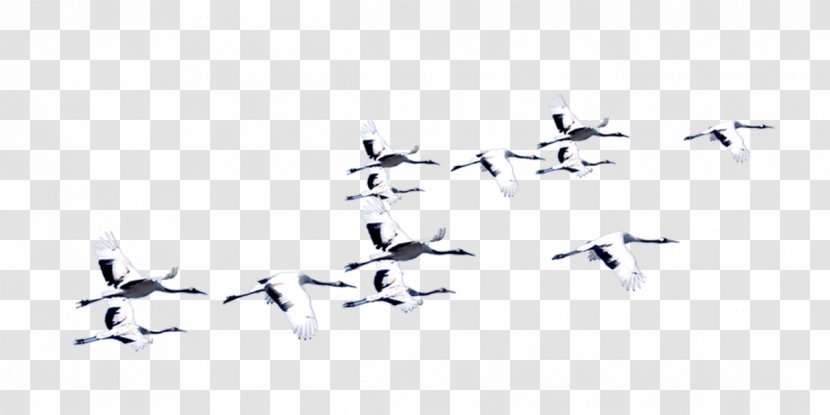 Bird Red-crowned Crane - Ducks Geese And Swans - Flying Transparent PNG