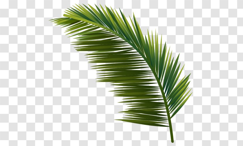 Arecaceae Leaf Plant Tree Coconut - Conifers - Peacock Right Side Transparent PNG
