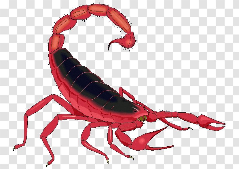 Scorpion Casey Demons Invertebrate Clip Art - Crayfish - Scorpions Transparent PNG