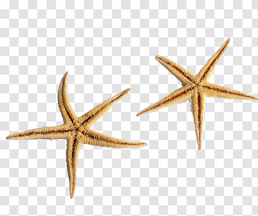 Starfish Sea Ocean - Brittle Star - Pentagon Transparent PNG