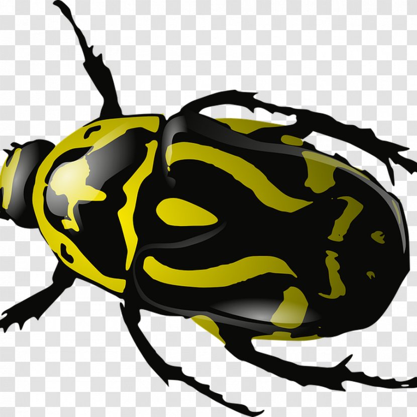 Rhinoceros Beetles Clip Art Vector Graphics - Scarabs - Beetle Transparent PNG