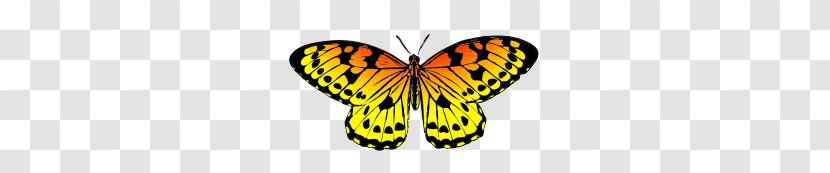 Butterfly Clip Art Transparent PNG