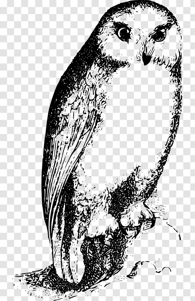 Bird Of Prey Owl Drawing Beak - Organism Transparent PNG