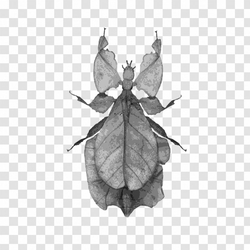 Brush-footed Butterflies Butterfly Leaf Insects Silkworm - Organism Transparent PNG