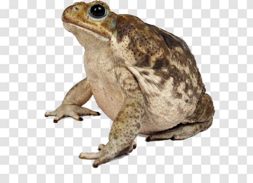 American Bullfrog Cane Toad Toads - Frog Transparent PNG