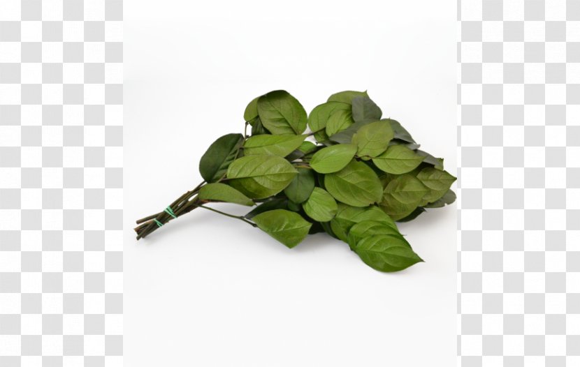 Basil Leaf Transparent PNG