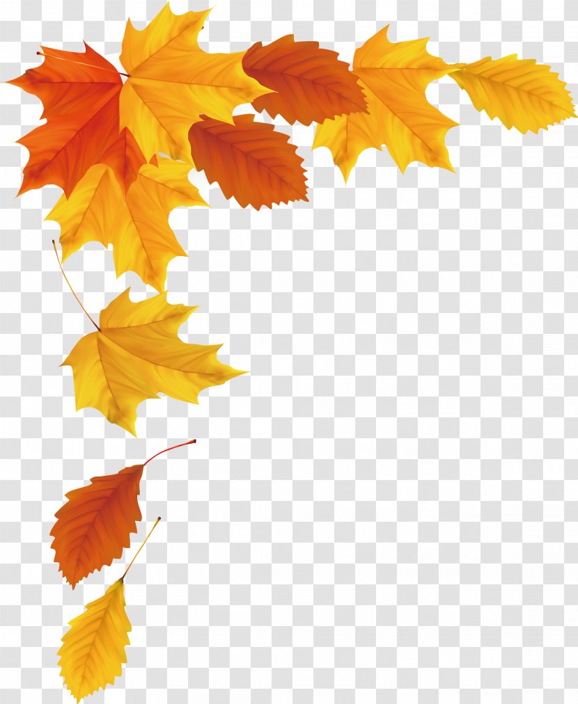 Maple Leaf Autumn - Tree - Vector Transparent PNG