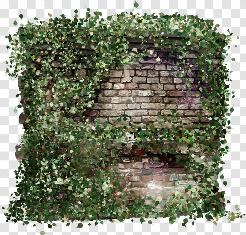 Hand Painted Walls Overgrown With Weeds - Vine - Ivy Transparent PNG