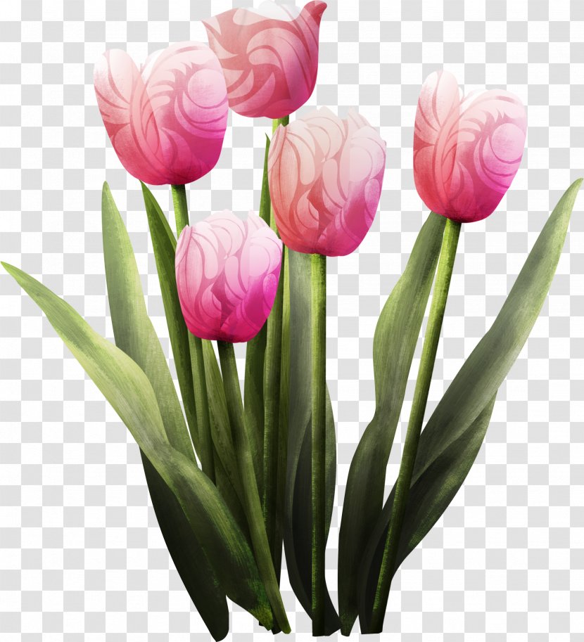 Tulip Cut Flowers Flower Bouquet - Spring Transparent PNG