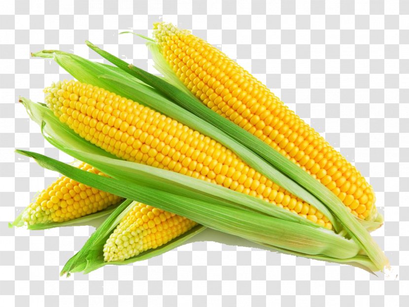 Maize Cereal Agriculture Corn Oil Cornbread - Seed - On The Cob Transparent PNG