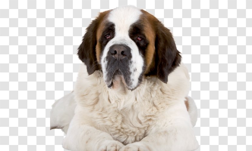 Dog Food Your Puppy Pet - Drentse Patrijshond Transparent PNG