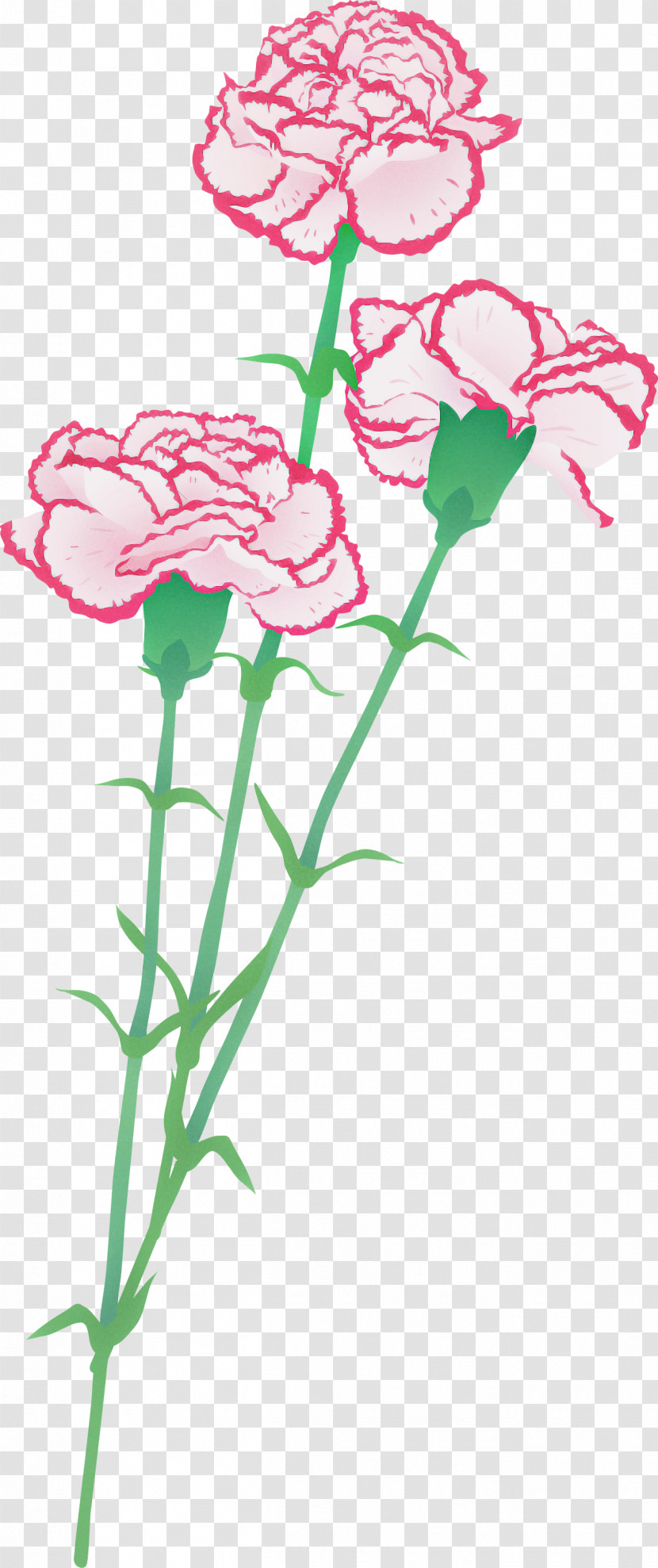 Flower Cut Flowers Pink Plant Carnation Transparent PNG