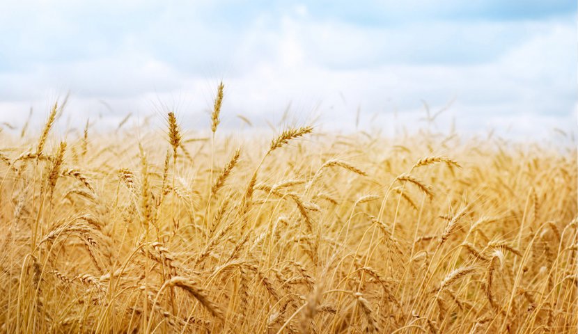 Wheat Fields Desktop Wallpaper High-definition Video - Widescreen Transparent PNG