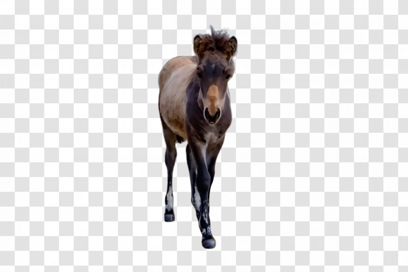 Horse Wildlife Mane Animal Figure Mustang - Stallion - Livestock Liver Transparent PNG