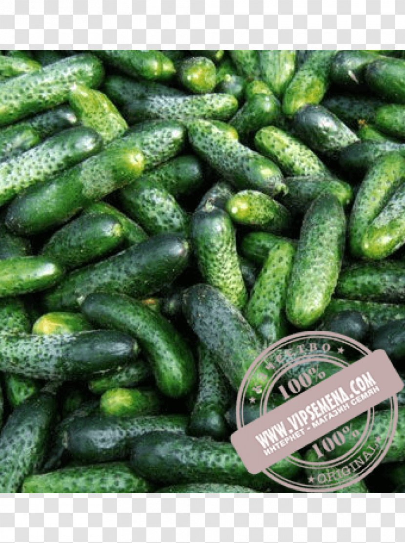 Seed Cucumber Price Rijk Zwaan Artikel - Online Shopping Transparent PNG