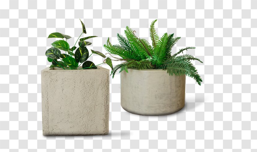 Flowerpot Houseplant Chile Crop Cellplast - Herb - Flowering Bonsai Cactus Transparent PNG