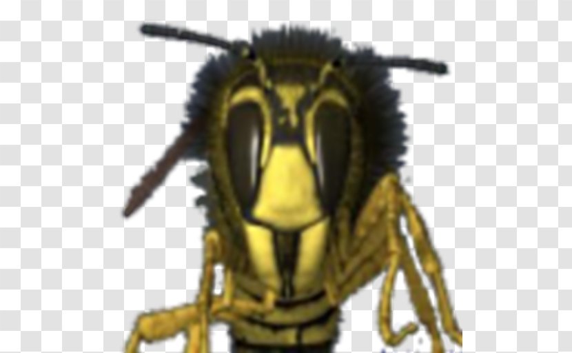 Hornet Bee Wasp Head Technology - Pollinator - Sting Transparent PNG