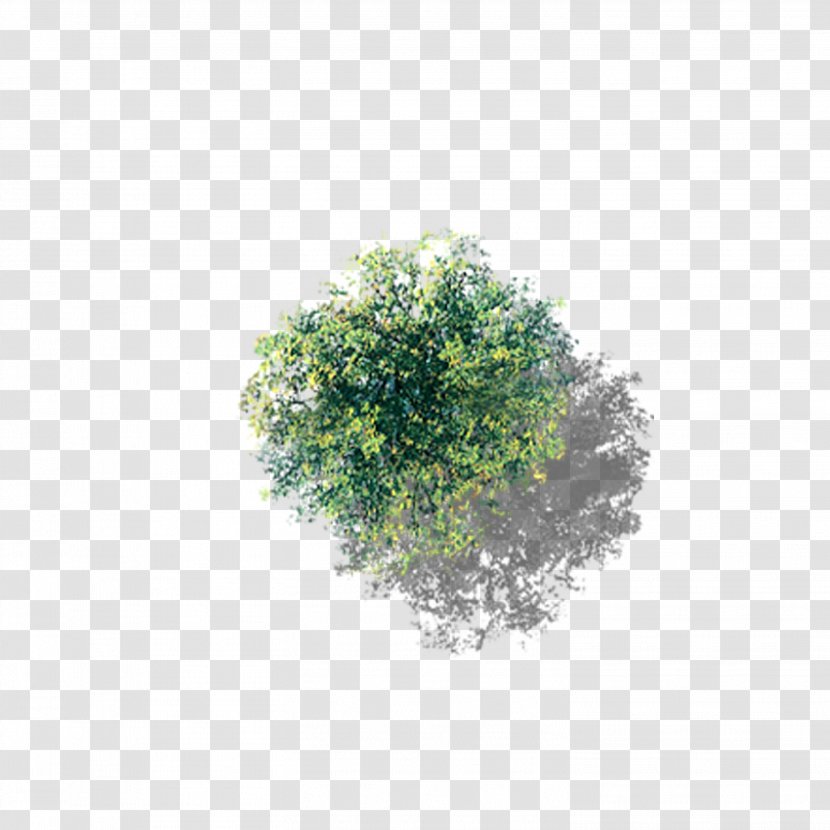 Tree - Cottonwood - Overlooking The Flowering Camphor Transparent PNG