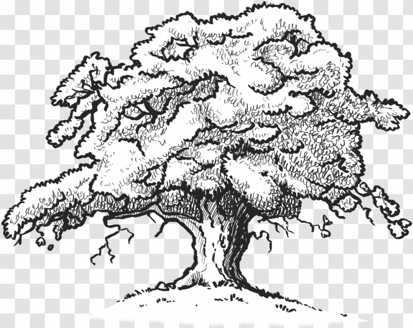 Oak Tree Drawing - Woody Plant - Blackandwhite World Transparent PNG