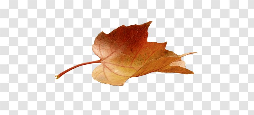 Maple Leaf Autumn Color Painting - Winter Transparent PNG