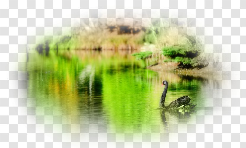 Bird Black Swan Goose Desktop Wallpaper Duck Transparent PNG