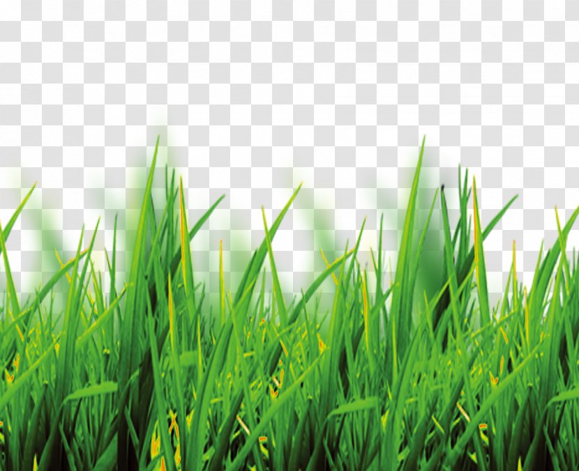 Software - Grass Family - Free To Pull Material Transparent PNG