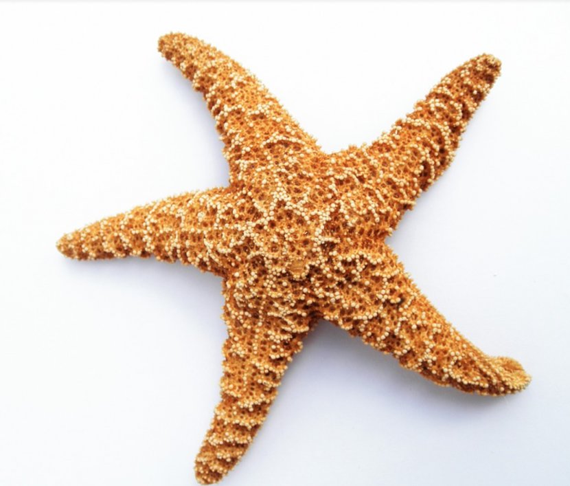 Olbersdorfer See Starfish Photography - Sea Transparent PNG