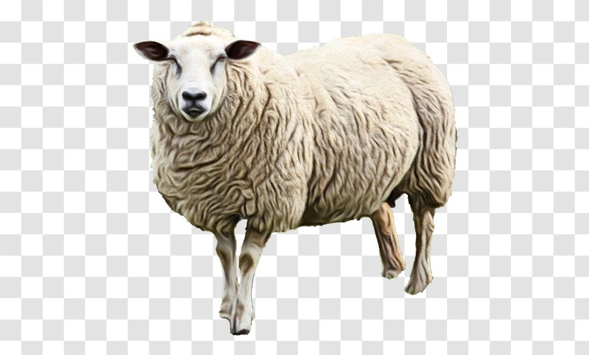 Sheep Milk Lamb Goat - Meat - Ovis Transparent PNG