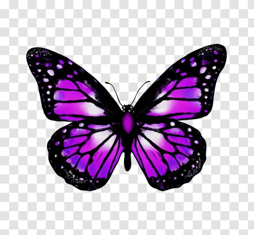 Watercolor Butterfly Background - Graphium Weiskei - Magenta Symmetry Transparent PNG