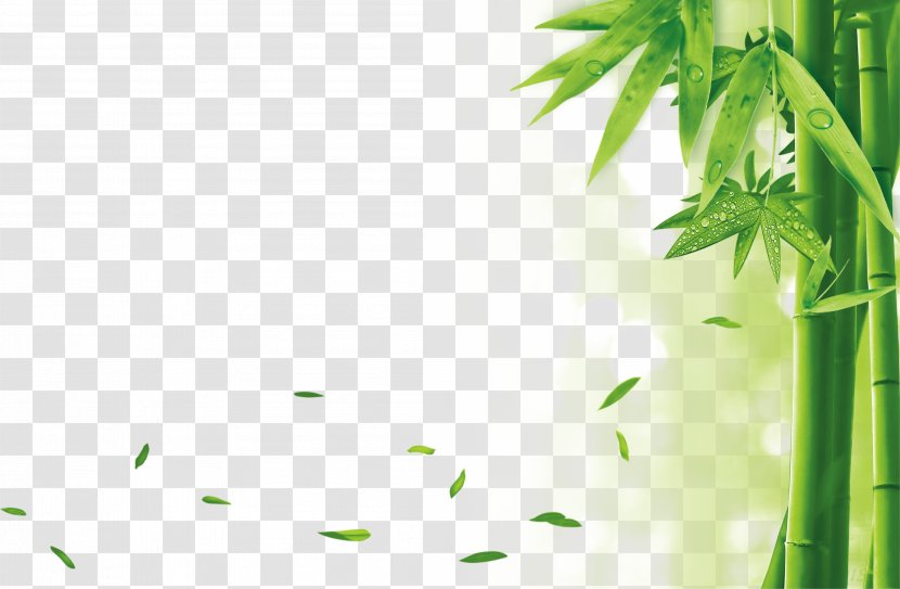 Bamboo Drawing - Leaf - Environmentally Friendly Material Yela Transparent PNG