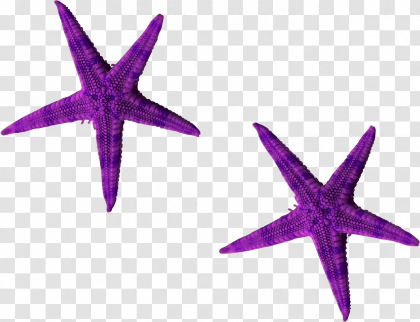 Starfish Purple Euclidean Vector - Sea - Beautiful Transparent PNG