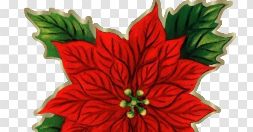 Poinsettia Cut Flowers Christmas Clip Art - Ornament - Flower Transparent PNG