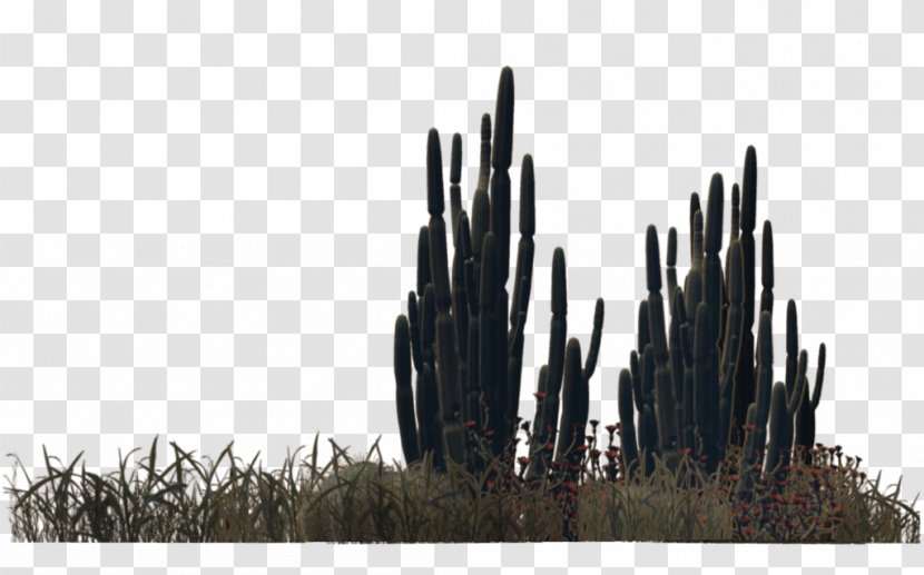 Plant Desert Cactaceae - Photoscape - Cactus Transparent PNG
