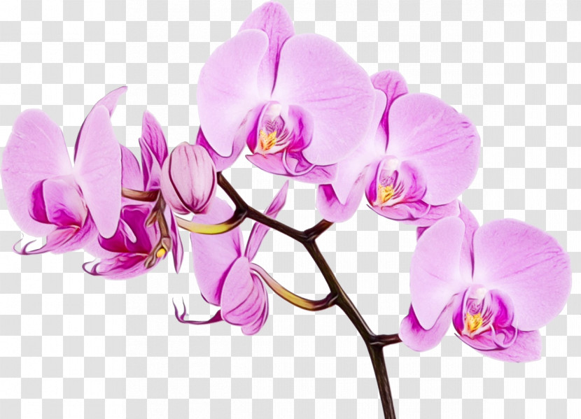 Moth Orchids Orchids Flower Mural Wall Transparent PNG