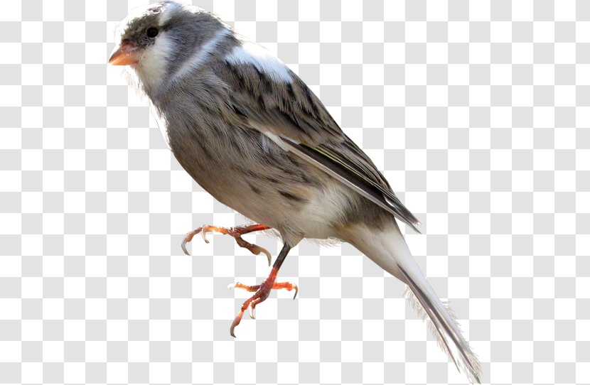 House Sparrow Bird Clip Art - Beak - Little Pictures Transparent PNG