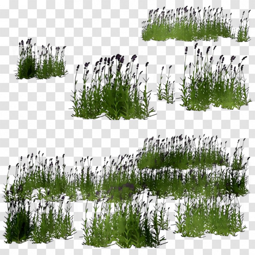 Shrubland Vegetation Biome Conifers Grasses - Conifer - Shortstraw Pine Transparent PNG