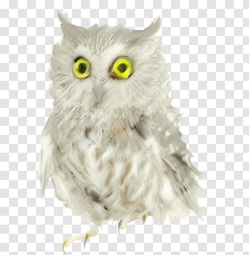Owl Bird Beak - Wildlife Transparent PNG