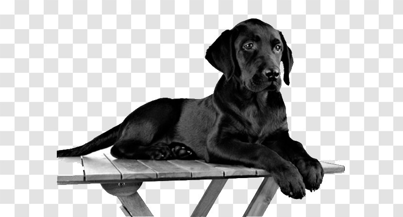 Labrador Retriever Puppy Pug Black Dog High-definition Television Transparent PNG