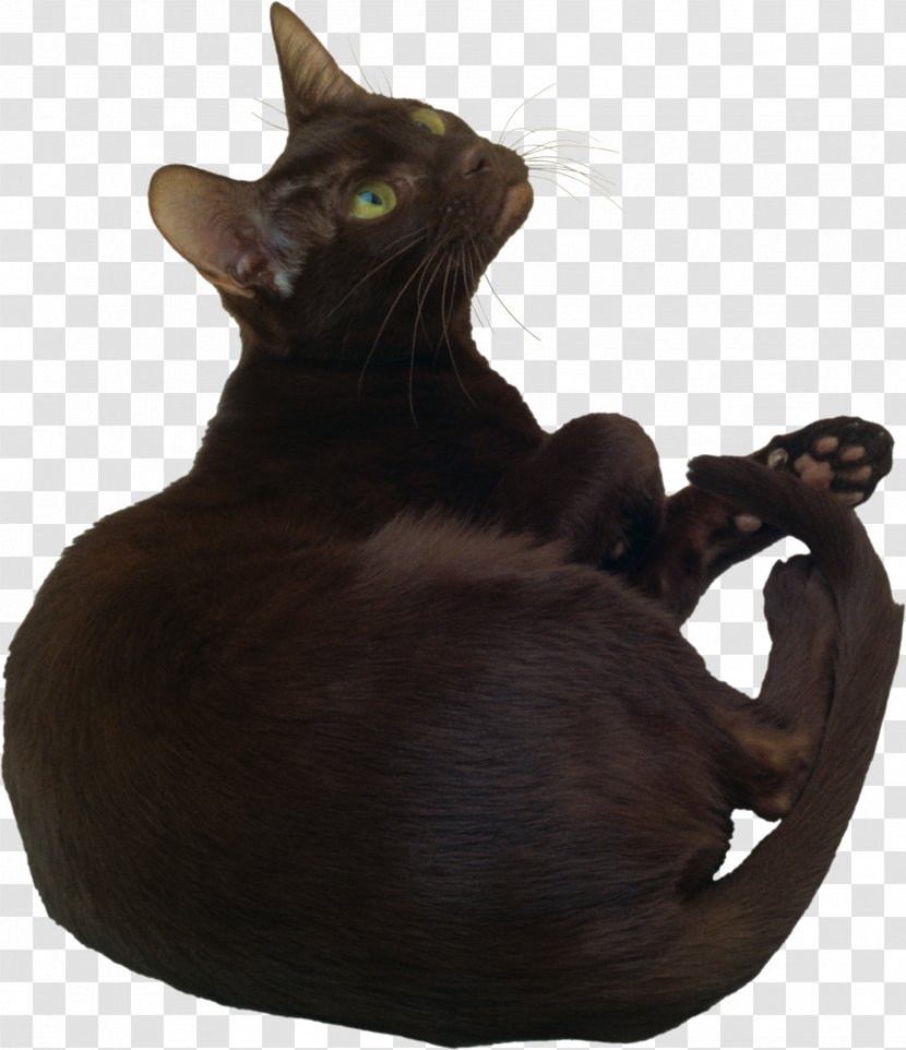 Burmese Cat Havana Brown Bombay Felidae Black - Like Mammal - Cats Transparent PNG