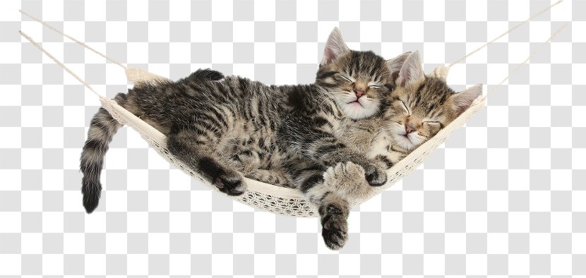 Kitten AllPosters.com Maine Coon Turkish Van Tabby Cat Transparent PNG