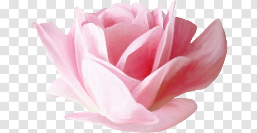 Garden Roses Flower Petal Clip Art Transparent PNG