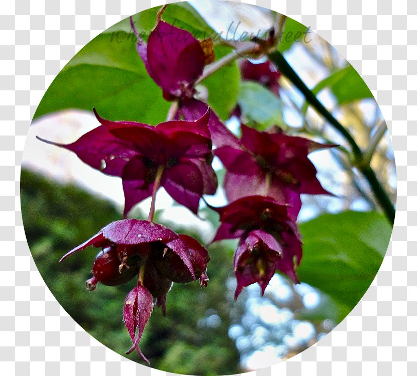 Petal Flowering Plant - Magenta - Honeysuckle Transparent PNG