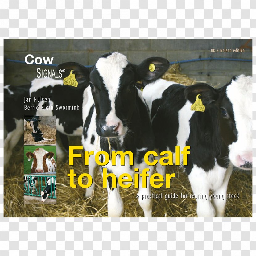 Dairy Cattle Calf E-book - Ebook - Book Transparent PNG