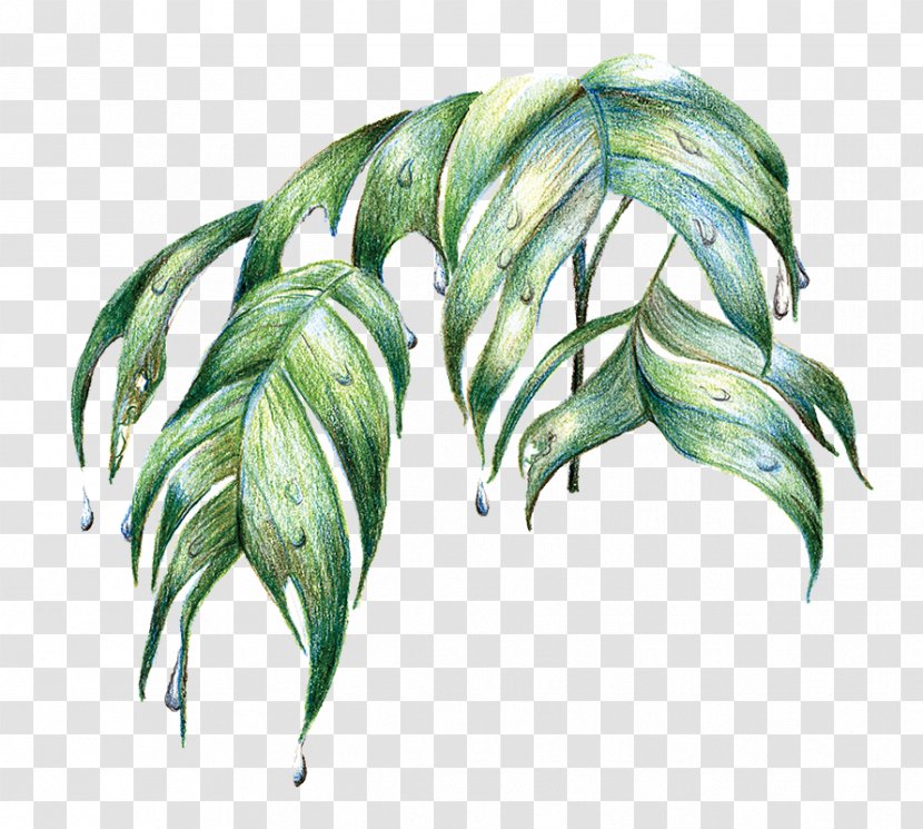 Amazon Rainforest Leaf Tree - Tropical Transparent PNG