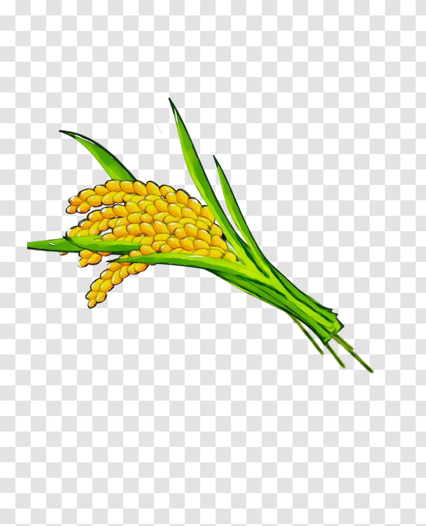 Plant Stem Commodity Flower Grain Plant Transparent PNG