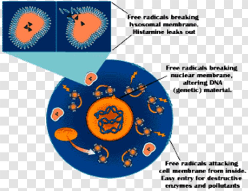 Free-radical Theory Of Aging Antioxidant Redox Molecule - Area - Rice Bran Transparent PNG